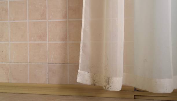 Best Basement Mold Removal  in North Great River, NY